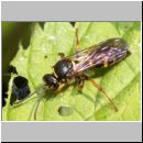 Argogorytes mystaceus - Ragwurz-Zikadenwespe 05b.jpg